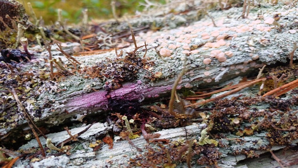 Svamp på gammal ved