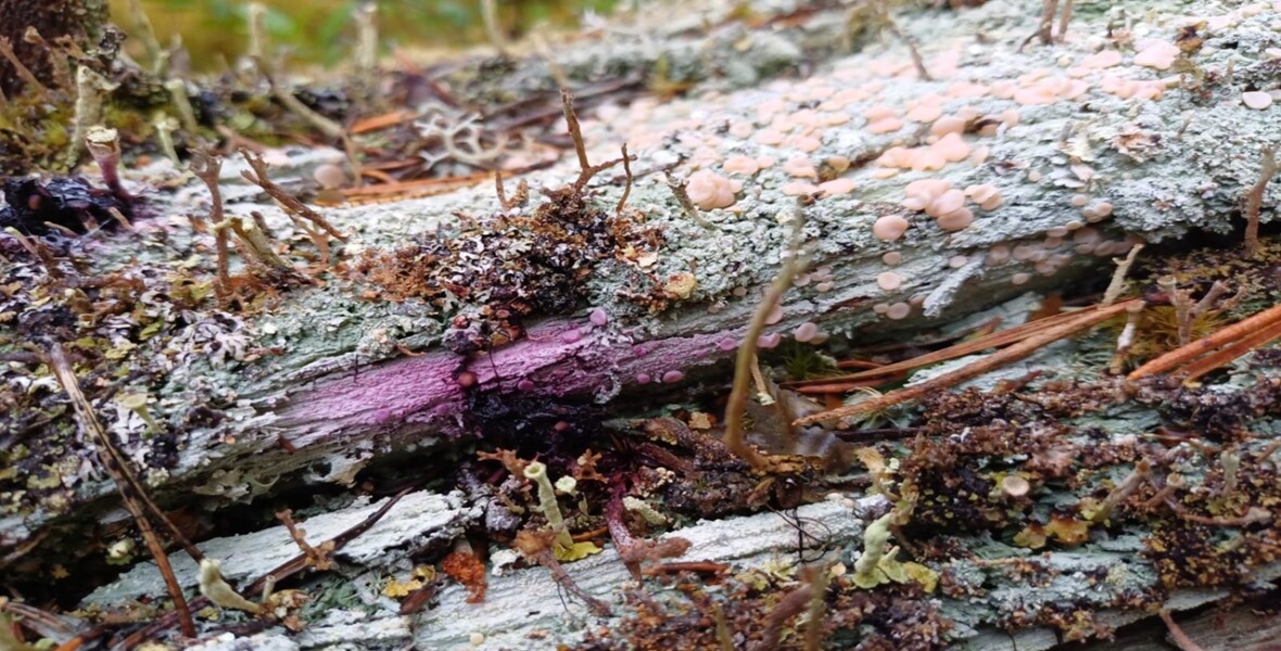 Svamp på gammal ved