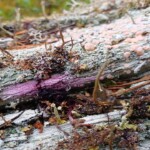 Svamp på gammal ved