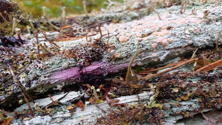 Svamp på gammal ved