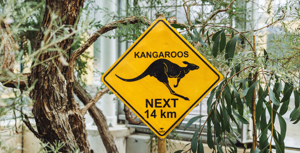 En skylt som varnar om känguruer.