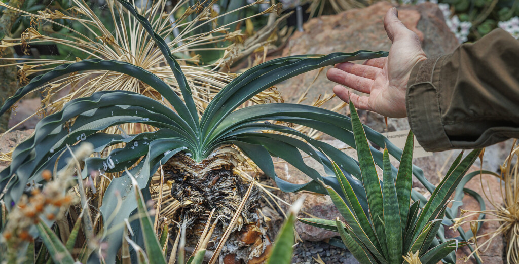 Närbild på giftlökens gröna blad.