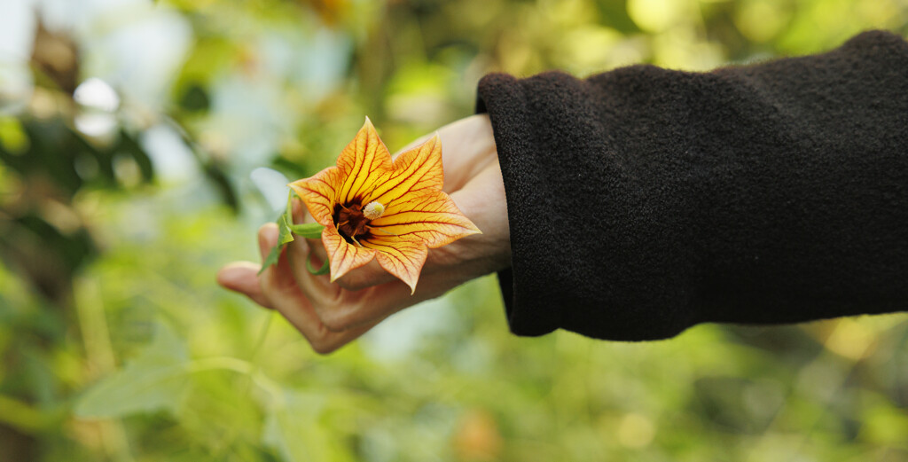 Hand som håller i en gul blomma.