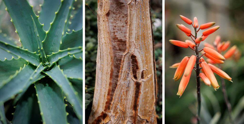 Tre bilder på tre olika växter.