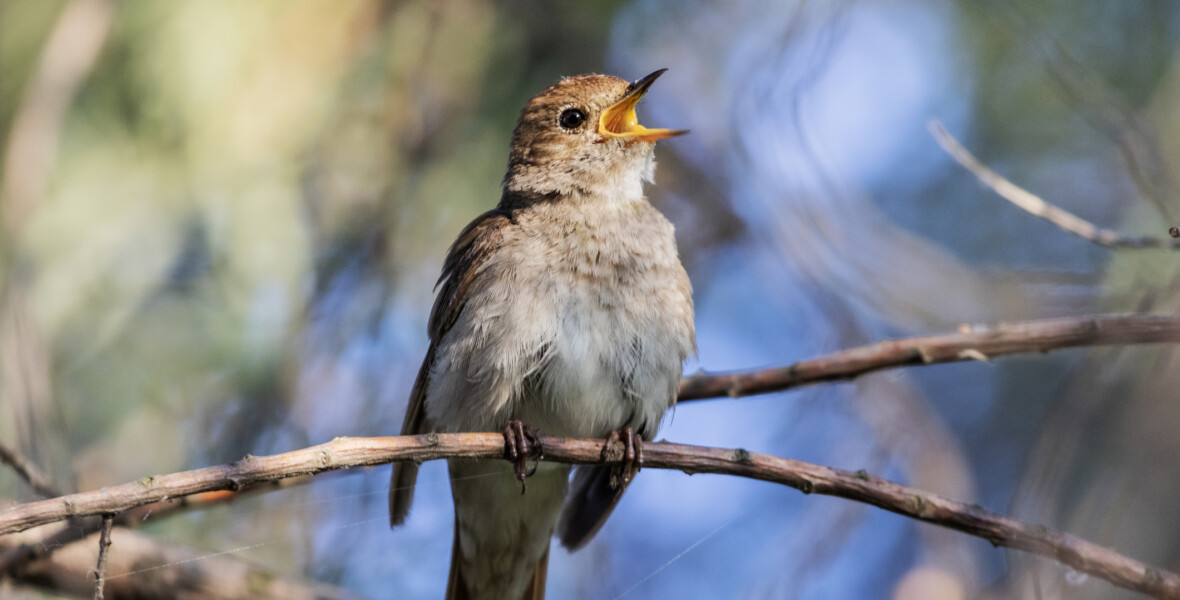 Sjungande näktergal