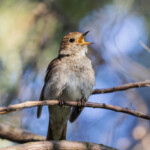 Sjungande näktergal