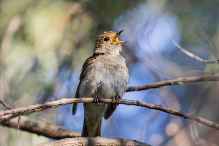 Sjungande näktergal