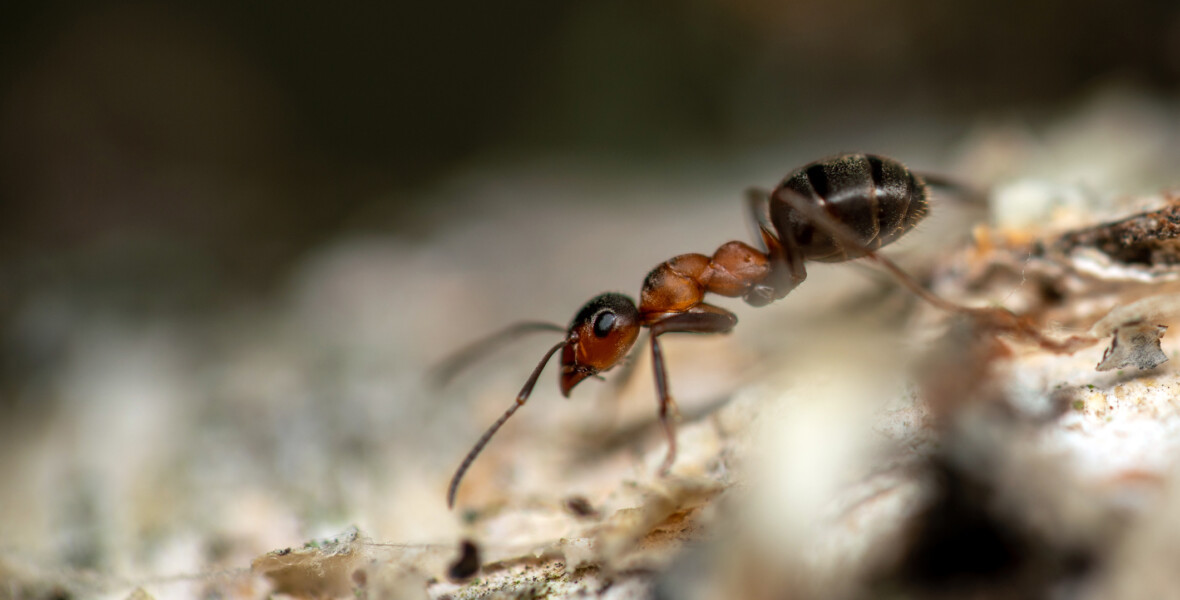 Röd stackmyra i närbild