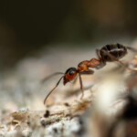 Röd stackmyra i närbild