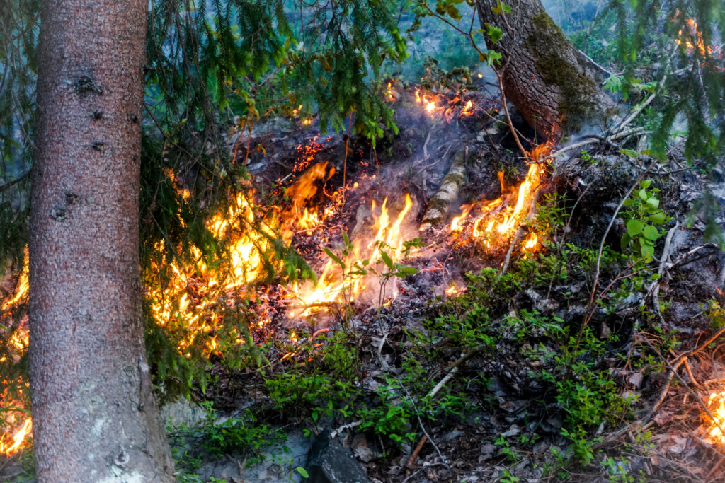 Brand i skog