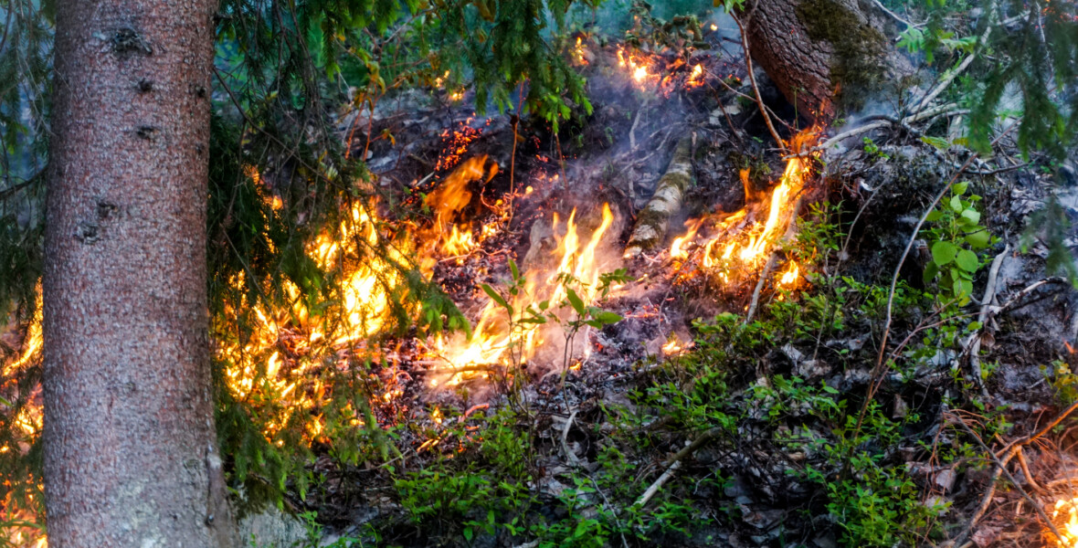 Brand i skog
