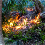 Brand i skog