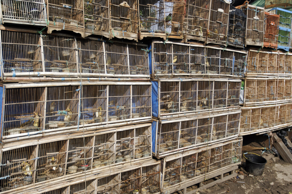 Ett flertal mindre burar innehållande fåglar