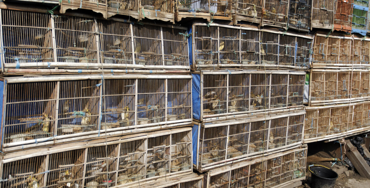 Ett flertal mindre burar innehållande fåglar