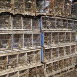 Ett flertal mindre burar innehållande fåglar