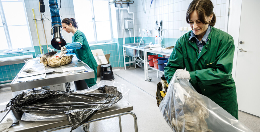 Person packar in örn i plast