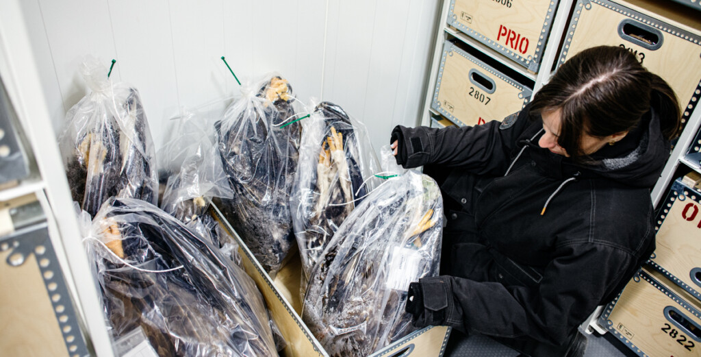 Packar örnar i plastpåsar