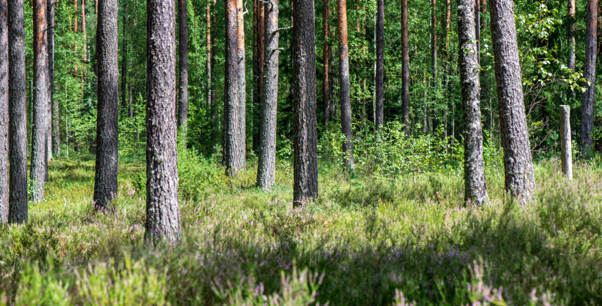 Trädstammar
