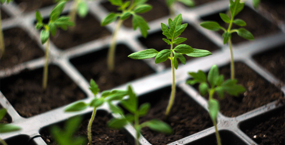 Små tomatplantor