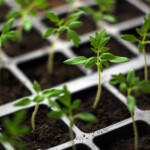 Små tomatplantor