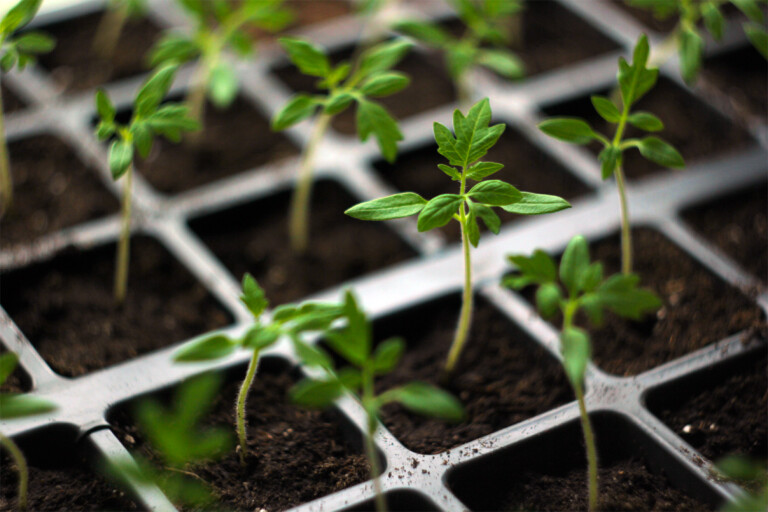 Små tomatplantor