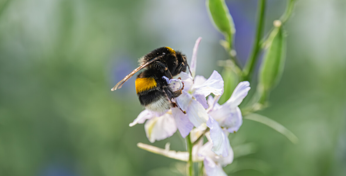 Humla på en blomma