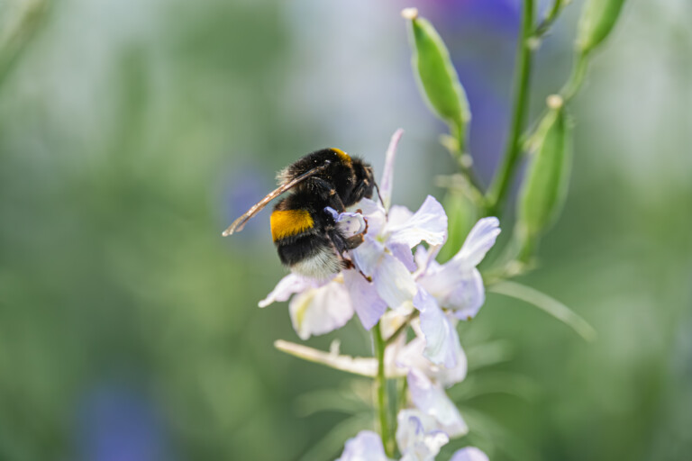 Humla på en blomma
