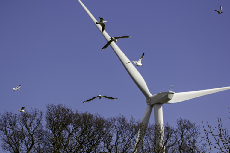 Fåglar flyger runt ett vindkraftverk