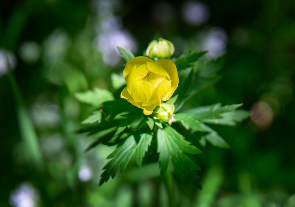 Närbild på gul blomma