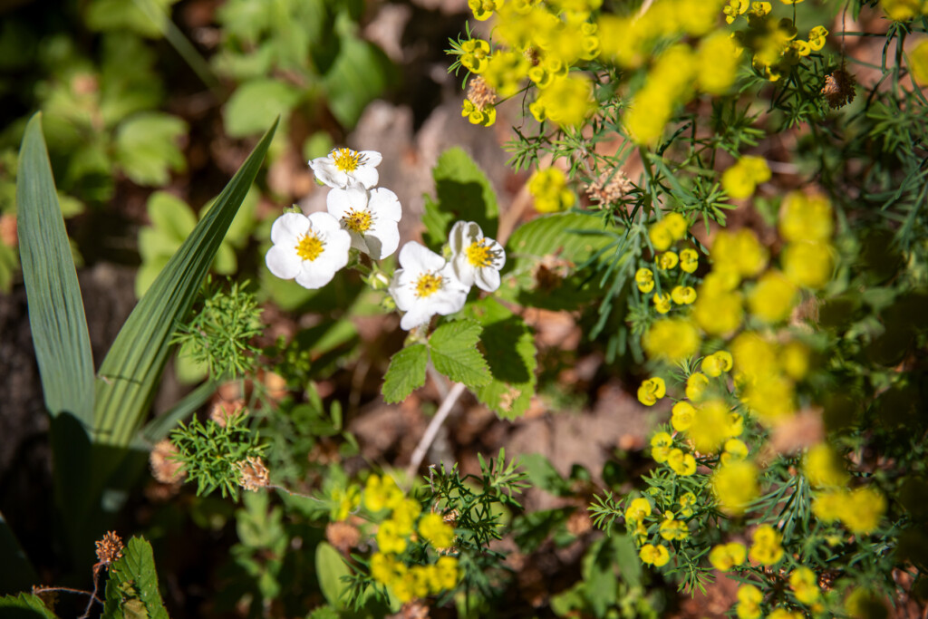 Små vita och gula blommor