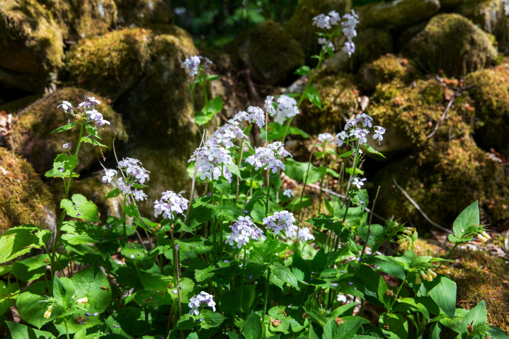 Ljuslila blommor framför mossbeklädda stenar
