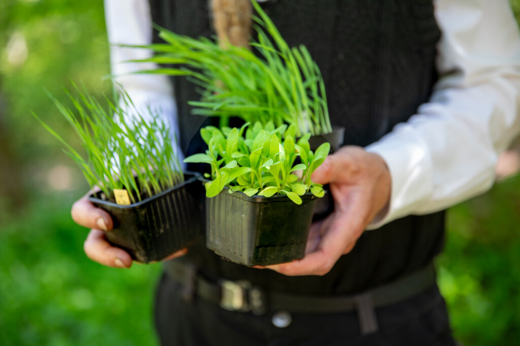Person håller upp tre gröna plantor