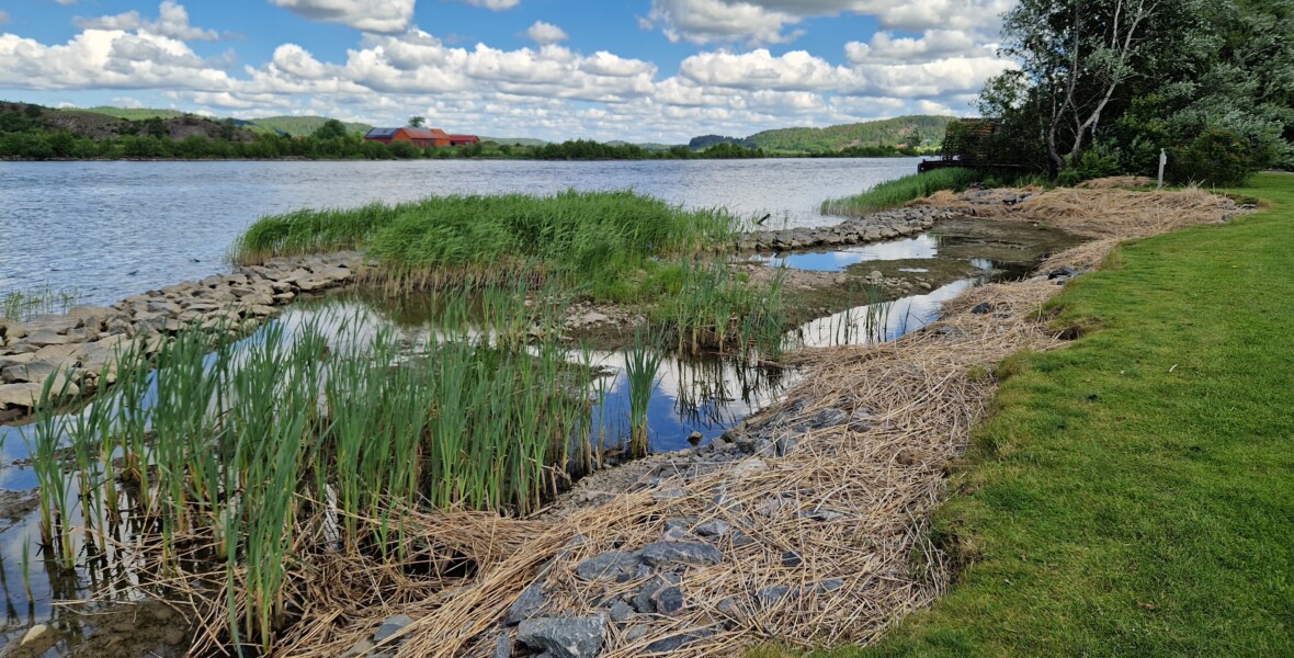 Strandkant med stenar och växter