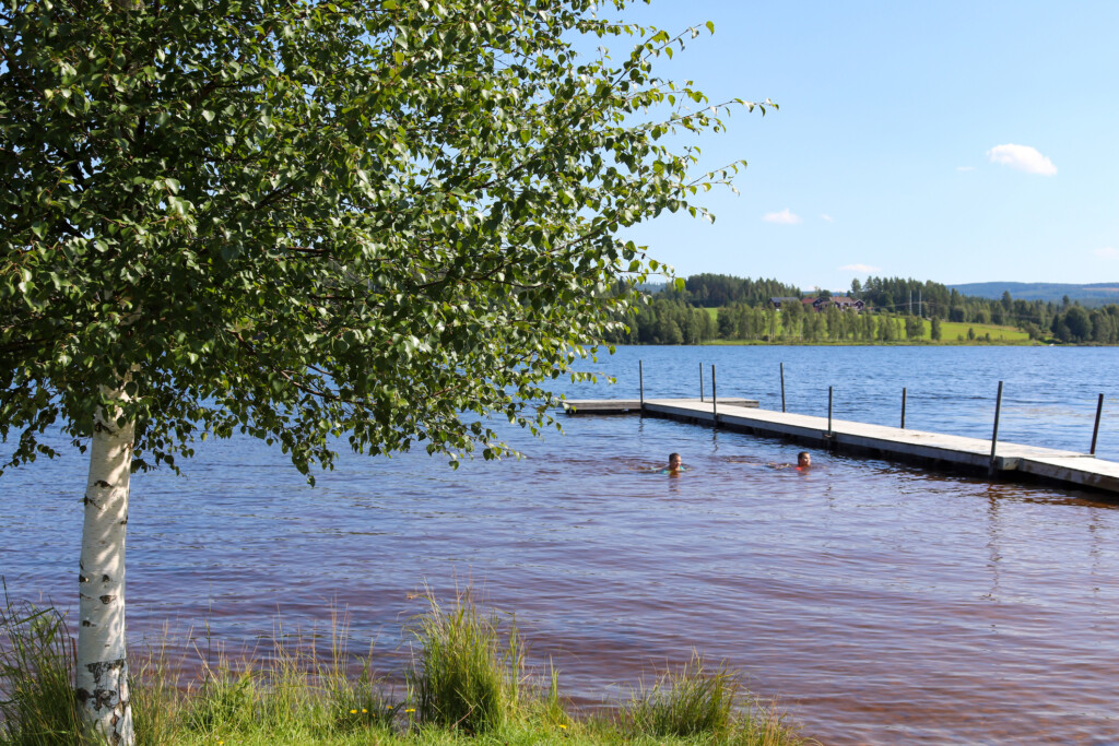Träd vid en sjö med badbrygga