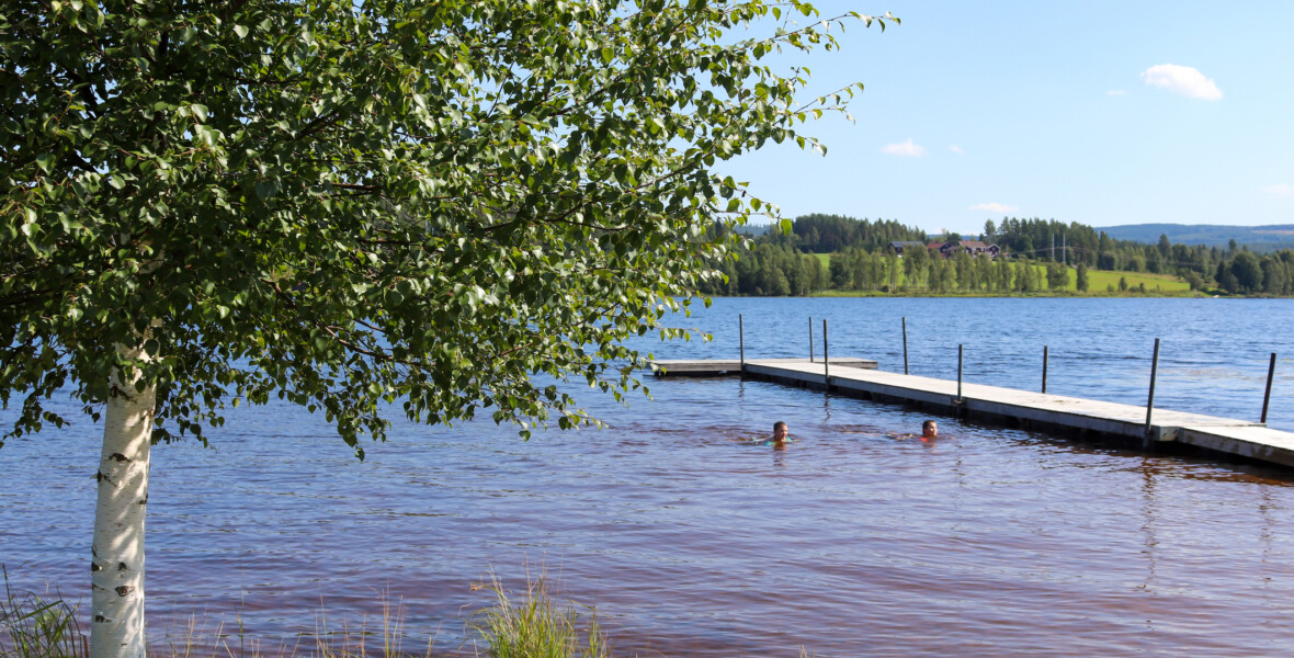 Träd vid en sjö med badbrygga