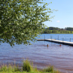 Träd vid en sjö med badbrygga