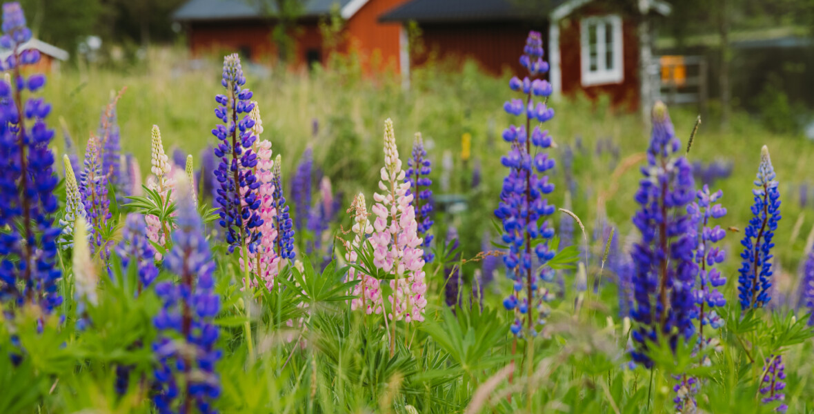 Lupiner framför ett rött hus