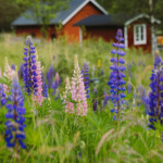 Lupiner framför ett rött hus