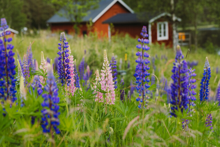 Lupiner framför ett rött hus