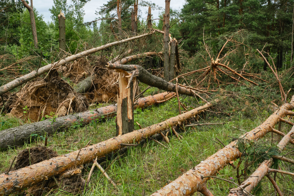 Skadade träd i skog