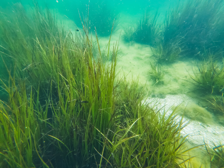 Sjögräs under vattenytan