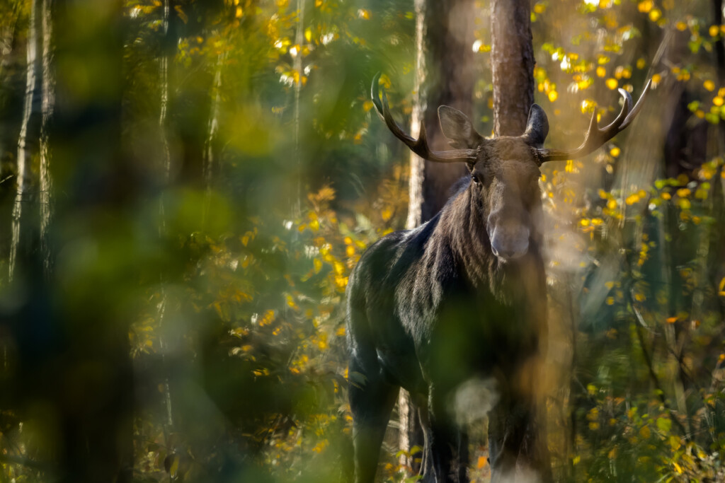 Älg i skog