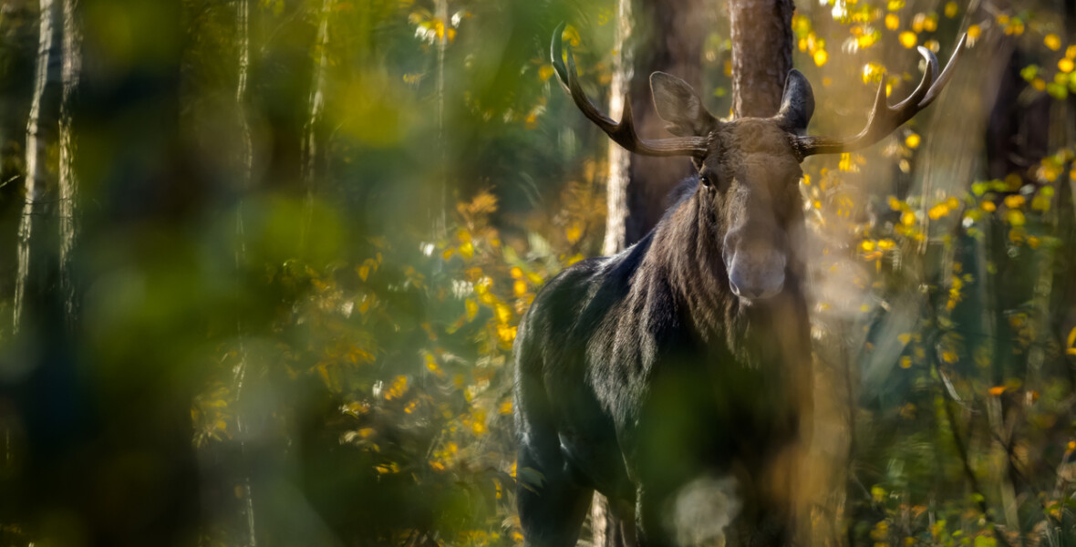 Älg i skog