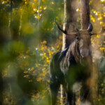 Älg i skog