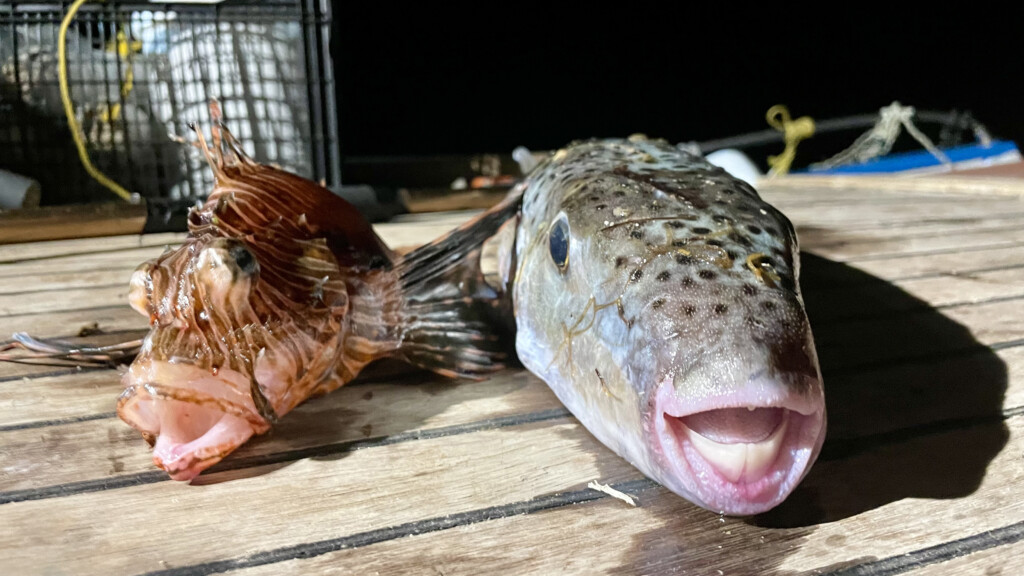 Två fiskar ligger på ett bord