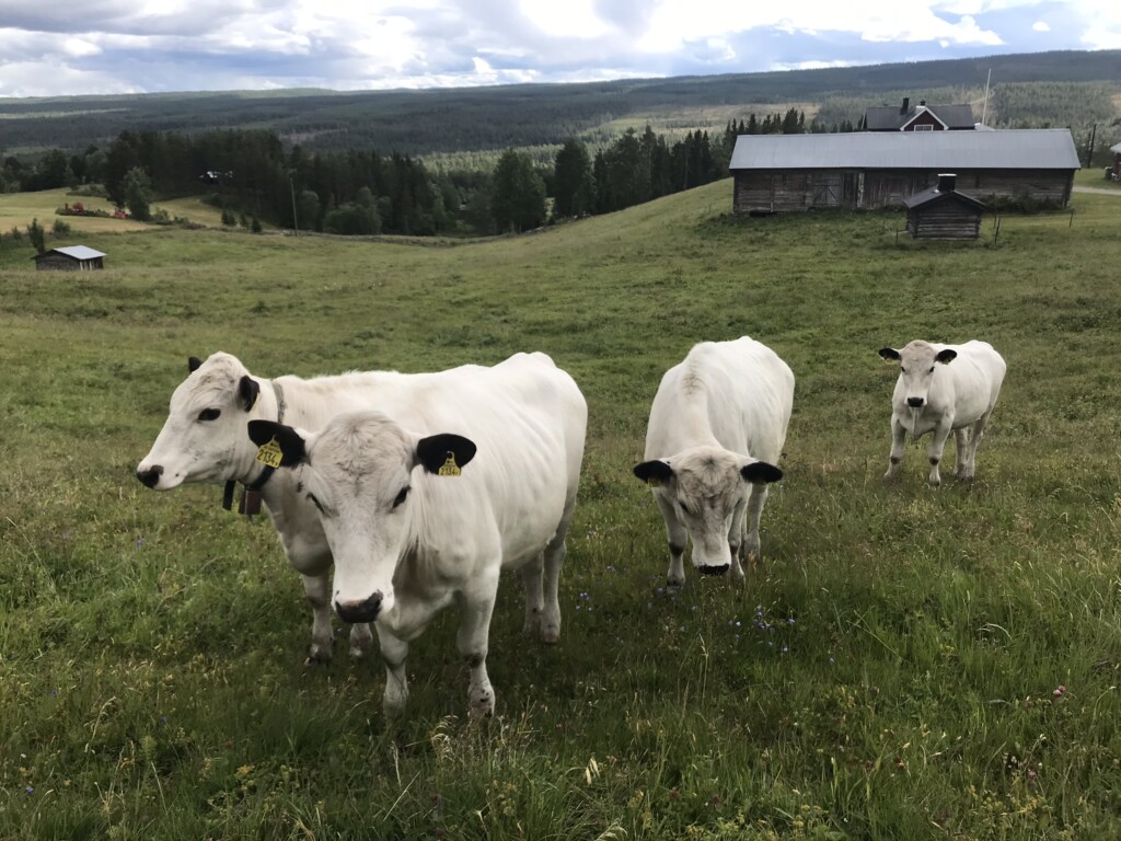 Kor i jordbrukslandskap