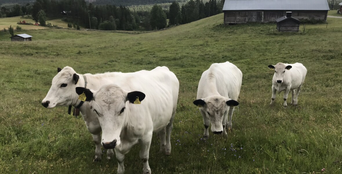 Kor i jordbrukslandskap