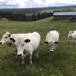 Kor i jordbrukslandskap