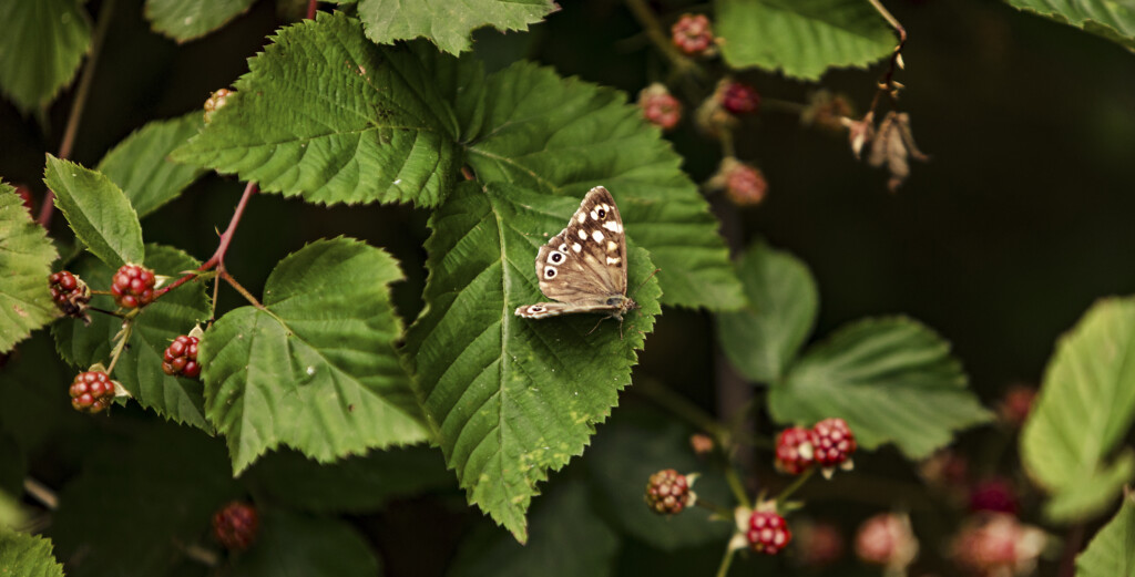 Kvickgräsfjäril på blad