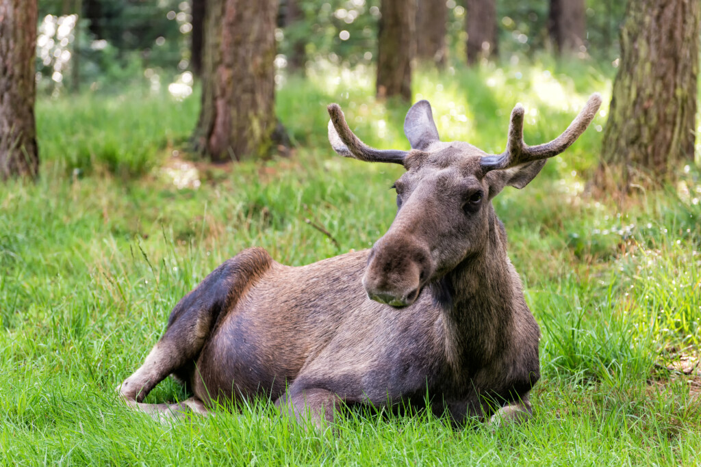 Älg som ligger ner i gräs